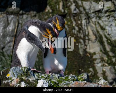 Manchot macaroni, Eudyptes chrysolophus, exposition sur l'île de Géorgie du Sud Banque D'Images