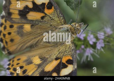 Gros plan extrême d'un papillon peint de dame sur une plante Banque D'Images