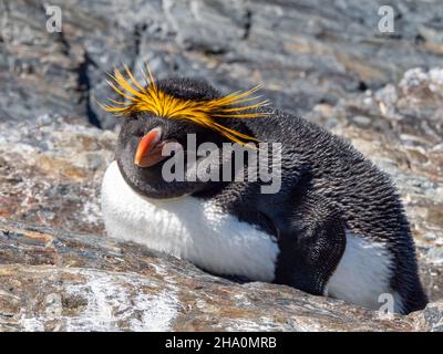 Manchot macaroni, Eudyptes chrysolophus, exposition sur l'île de Géorgie du Sud Banque D'Images