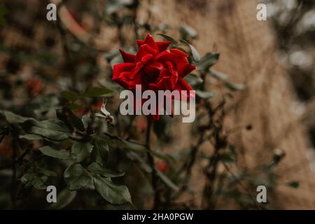 Une seule rose rouge fleurir dans un Bush dans un bâtiment abandonné Banque D'Images