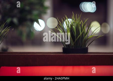 Jeune usine de r vert dans le pot carré sur la table avec un massif de bois. Partie de la décoration de table de restaurant. Banque D'Images