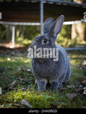 Lapin Rex de loutre bleu assis dans le jardin Tallinn Estonie Banque D'Images