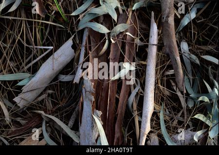 L'écorce de résine d'eucalyptus tombée repose sur les branches et les feuilles de près Banque D'Images