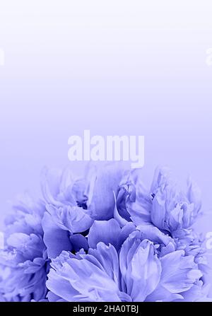 Délicates fleurs de pivoines gros plan.Placer pour le texte.Fond floral.Couleur de l'année 2022 très Peri. Banque D'Images
