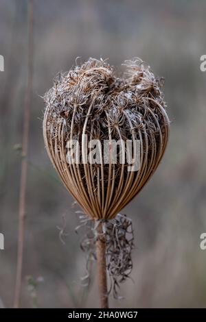 Plante Ammi visnaga daucoides Gaertn dans la famille des Apiaceae connue sous le nom de Khella Baldi ou de cure-dents en gros plan Banque D'Images