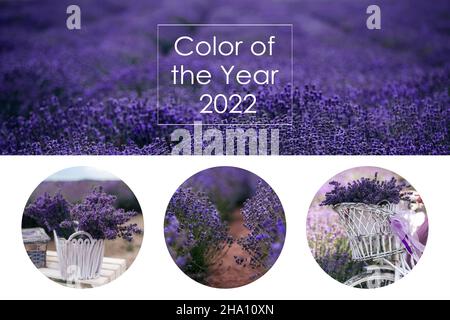 Couleur de l'année 2022 très Peri.Design créatif pour une couleur tendance .Belle image du champ de fleurs de lavande sur fond blanc Banque D'Images
