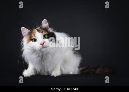 Tortie turque pour adulte, chat, en position allongée sur les côtés.Regarder vers l'appareil photo avec les yeux verts fascinants et l'inclinaison de la tête mignonne.Isolé sur un dos noir Banque D'Images