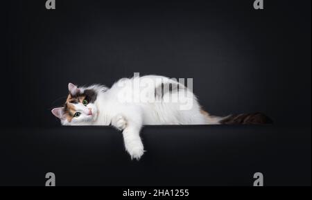 Tortie pour adulte, chat turc, en position allongée sur les côtés, prêt à rouler.Regarder vers l'appareil photo avec des yeux verts fascinants.Isolé sur un fond noir Banque D'Images