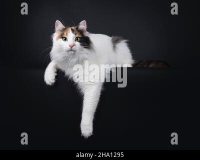 Tortie turque pour adulte, chat de Van, en position allongée sur les côtés avec les pattes suspendues au-dessus du bord.Regarder vers l'appareil photo avec des yeux verts fascinants.Isolé sur un bl Banque D'Images