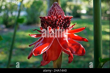 Torche rouge fleur de gingembre (Etlingera elatior) Banque D'Images