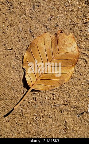 Feuille séchée dans le sol Banque D'Images