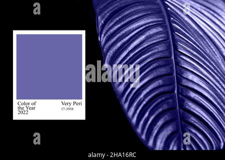 Feuilles dans la couleur tendance de l'année 2022 très Peri.Couleur de l'année 2022.Contexte pour les concepteurs.Violet tendance Banque D'Images