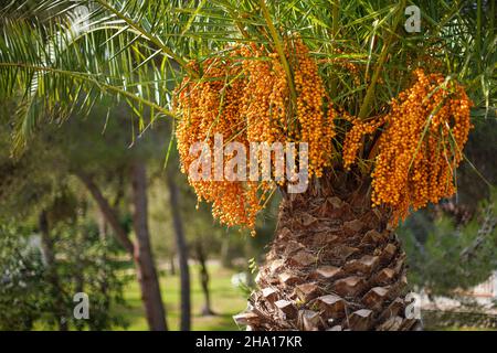 Palmier à gelée Pindo (butia capitata) fruits jaunes accrochés à un arbre Banque D'Images