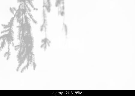 Effets de superposition d'ombres pour le marquage.Maquettes.Scènes d'éclairage naturel.Ombres grises des branches d'épinettes sur un mur blanc.Bannière verticale avec Banque D'Images