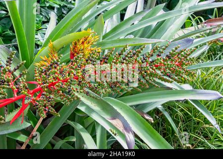 Aechmea mulfordii, le vase vivant bromélia, est originaire des États de Pernambuco et Bahia, dans l'est du Brésil Banque D'Images