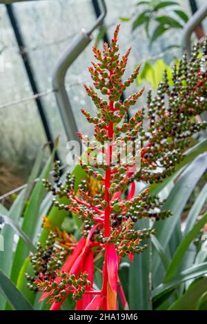 Aechmea mulfordii, le vase vivant bromélia, est originaire des États de Pernambuco et Bahia, dans l'est du Brésil Banque D'Images