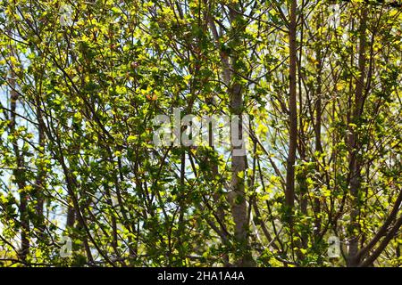 Gros plan d'un bouleau, vue du ciel à travers les branches. Banque D'Images