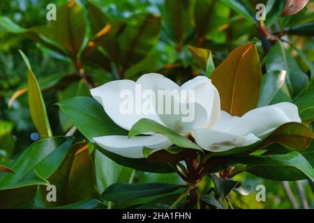 Evergreen arbre ornemental, magnolia du sud Grandiflora avec incroyable énorme fleur blanche crémeuse et grande Banque D'Images