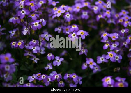 Gros plan de fleurs aubrieta violettes et violettes. Banque D'Images