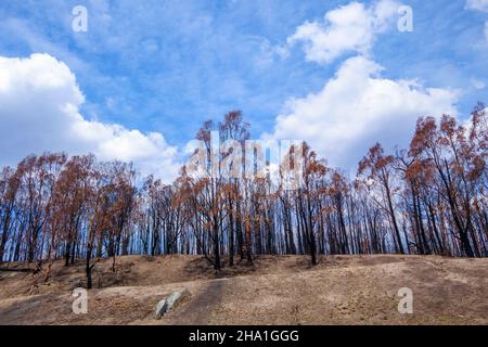 Paysage avec quelques eucalyptus brûlés en Australie pendant la lumière du jour Banque D'Images