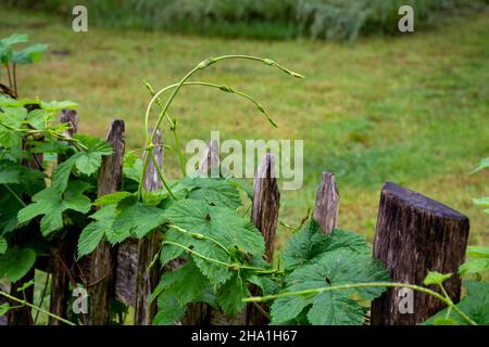 Collection botanique, feuilles vertes de Humulus lupulus ou plante à houblon utilisée pour la fabrication de bières Banque D'Images