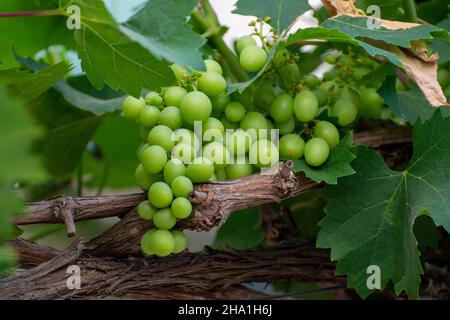 Bouquet de raisins de table verts non mûrs accrochés à la vigne en gros plan Banque D'Images