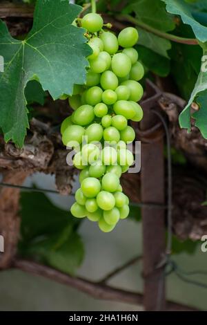 Bouquet de raisins de table verts non mûrs accrochés à la vigne en gros plan Banque D'Images