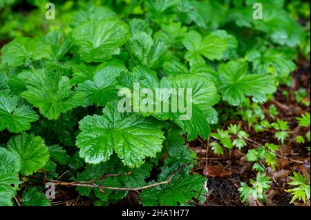 Collection botanique, plantes Geum rivale ou eugénol en été sans fleurs Banque D'Images