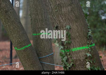 Wendover, Royaume-Uni.9th décembre 2021.Arbres marqués pour abattage par HS2.HS2 Ltd ont maintenant autorisé le camp DE GUERRE de résistance active de Wendover où les militants anti HS2 ont vécu pendant environ deux ans et en face de l'ancien camp se préparent à construire un énorme complexe de HS2 où une usine de bentonite sera installée.Les habitants de Wendover sont furieux de l'impact que HS2 a sur la campagne et les habitats de la faune dans la jolie ville marchande.Le très controversé chemin de fer à grande vitesse 2 est largement surévalué et la partie est du projet a récemment été annulée.Crédit : Maureen McLean/Alay Banque D'Images