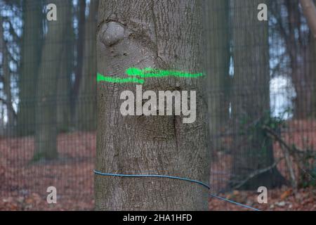 Wendover, Royaume-Uni.9th décembre 2021.Arbres marqués pour abattage par HS2.HS2 Ltd ont maintenant autorisé le camp DE GUERRE de résistance active de Wendover où les militants anti HS2 ont vécu pendant environ deux ans et en face de l'ancien camp se préparent à construire un énorme complexe de HS2 où une usine de bentonite sera installée.Les habitants de Wendover sont furieux de l'impact que HS2 a sur la campagne et les habitats de la faune dans la jolie ville marchande.Le très controversé chemin de fer à grande vitesse 2 est largement surévalué et la partie est du projet a récemment été annulée.Crédit : Maureen McLean/Alay Banque D'Images