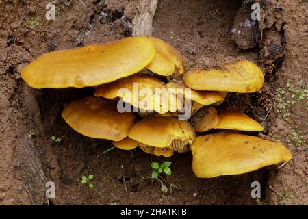 Jack-o-lanterne champignon.Pulgas Ridge, comté de San Mateo, Californie, États-Unis. Banque D'Images