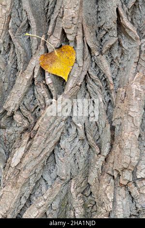 Feuilles et écorce de cotonwood oriental (Populus deltoides), E USA, par Dominique Braud/Dembinsky photo Assoc Banque D'Images