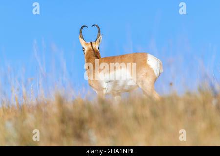 Antelope de Pronghorn (Antilocapra americana), parc national de Custer, Dakota du Sud, fin octobre, États-Unis,Par Dominique Braud/Dembinsky photo Assoc Banque D'Images