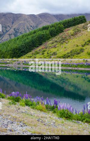 Magnifique paysage autour de Twizel, Île du Sud, Nouvelle-Zélande Banque D'Images