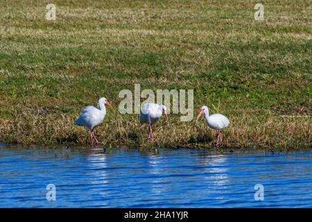 Trio d'ibises blanches sur les rives d'un lagon dans le parc de la ville de la Nouvelle-Orléans Banque D'Images