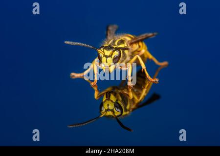 Vespula squamosa, le blouson jaune du sud, sur fond bleu foncé.Quelques détails de visage et de mandibles Banque D'Images