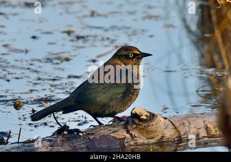 Un homme adulte, Rusty Blackbird 'Euphagus carolinus', se trouvant dans une bûche dans une région marécageuse du Canada rural de l'Alberta Banque D'Images