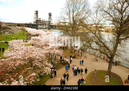 Cerisiers le long du front de mer.Portland, Oregon Banque D'Images