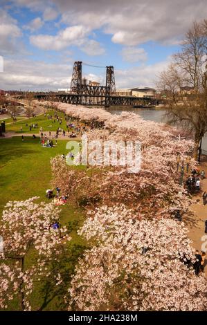 Cerisiers le long du front de mer.Portland, Oregon Banque D'Images