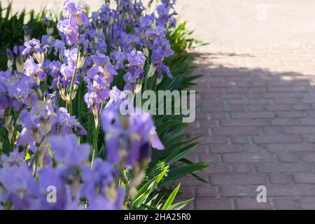 Des iris violets fleurissent dans le jardin.La couleur de l'année 2022 est très Peri bleu violet.Fond floral printanier.Iris délicats Banque D'Images