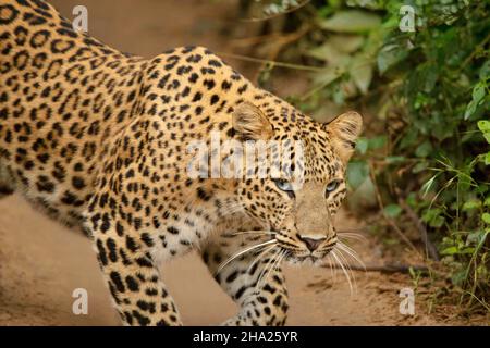 Photo de gros plan du léopard indien, Panthera pardus fusca, Jhalana, Rajasthan, Inde Banque D'Images