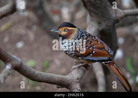 Laughingsmush tacheté sur la fermeture de branches d'arbres, Lanthocincla ocellata, Népal Banque D'Images