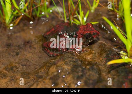 Rouge Cricket Frog in stream, Fejervarya sp., Goa, Inde Banque D'Images