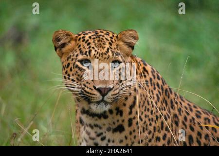 Portrait du visage de gros plan du léopard indien, Panthera pardus fusca, Jhalana, Rajasthan, Inde Banque D'Images