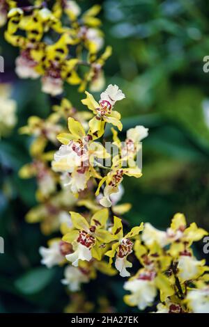 Jardin botanique de Singapour contenant des orchidées et des fleurs exotiques.Différents types d'orchidées qui vivent dans le pays tropical. Banque D'Images