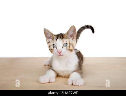 Gros plan d'un joli chaton polydactyle brun et blanc posé sur un sol en bois clair.Causée par une mutation génétique dans un gène dominant et résulte habituellement Banque D'Images