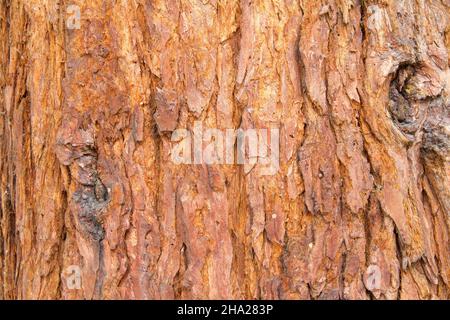 Gros plan de l'écorce d'arbre sur un Sequoioioideae, communément appelé séquoia.Une sous-famille de conifères de la famille des Cupressaceae.La Banque D'Images