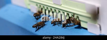 Les abeilles se balanlent et volent autour de leur ruche de plus près Banque D'Images