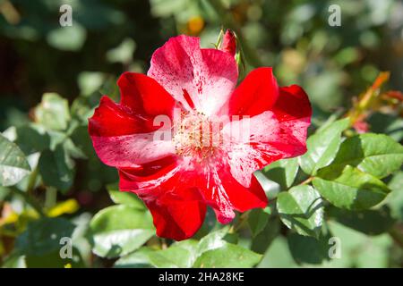 Gros plan sur un altissimo rouge et rose grimpant fleur de rose.Vue de dessus. Banque D'Images