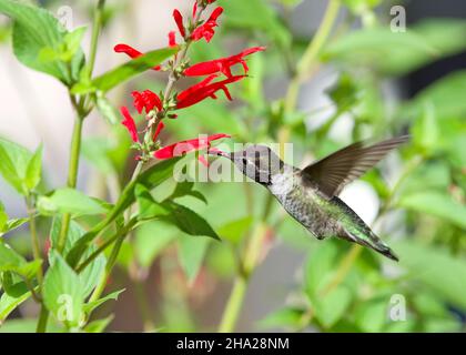 Anna's Hummingbird buvant le nectar à partir de fleurs de sauge d'ananas rouges vibrantes.La beauté dans la nature. Banque D'Images